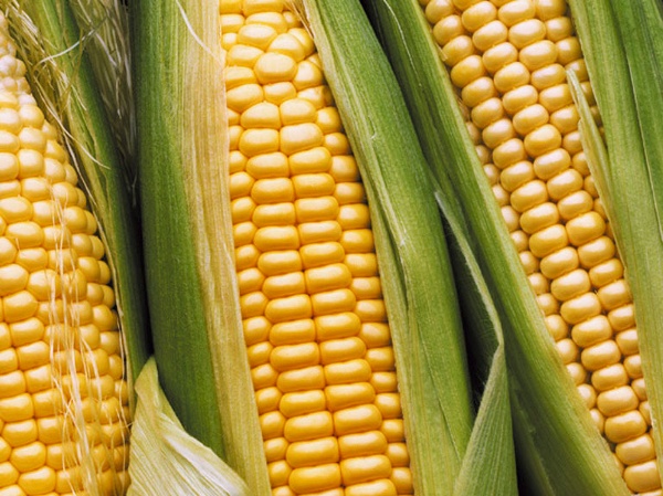 Brazília bioüzemanyag biomasszabol-biouzemanyag-bioetanol