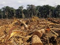 Deforestation-Amazon